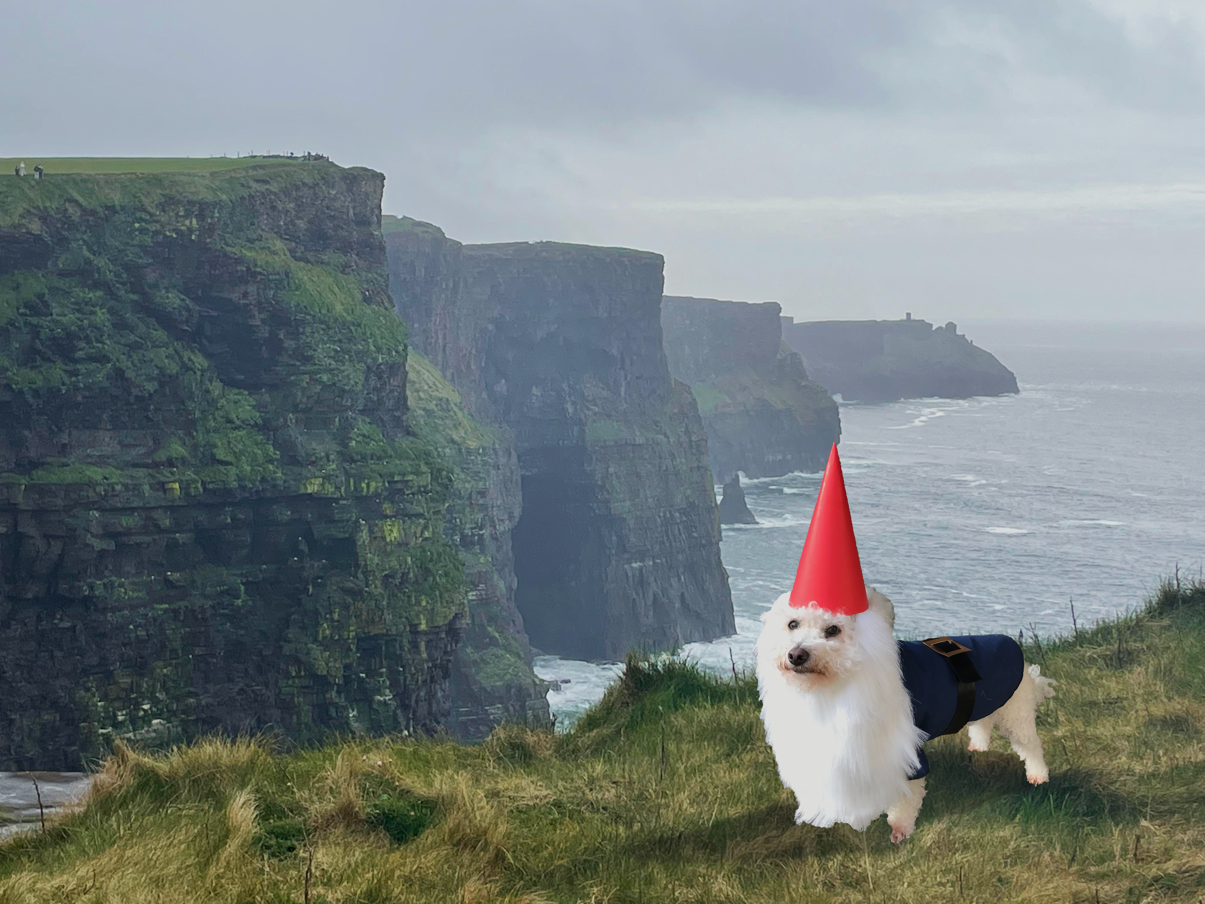 cliffs in Ireland, with a photo of my late dog in his gnome Halloween costume.